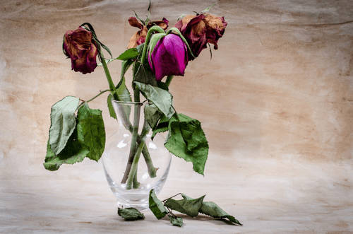 Blumen, verwelkt